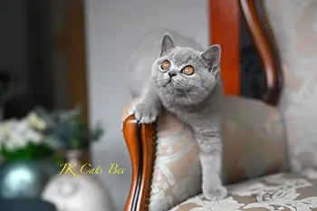litterb (1) copy